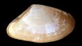 Donax vittatus